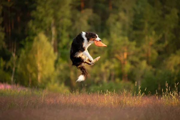 A kutya lejátssza a lemezt. border collie a sport, elkapni egy játék — Stock Fotó