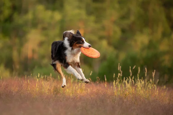 Anjing memainkan disknya. perbatasan collie untuk olahraga, menangkap mainan — Stok Foto