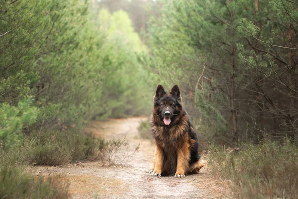 Doğada kabarık Alman çoban köpeği. ormanda köpek — Stok fotoğraf