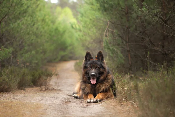 Doğada kabarık Alman çoban köpeği. ormanda köpek — Stok fotoğraf