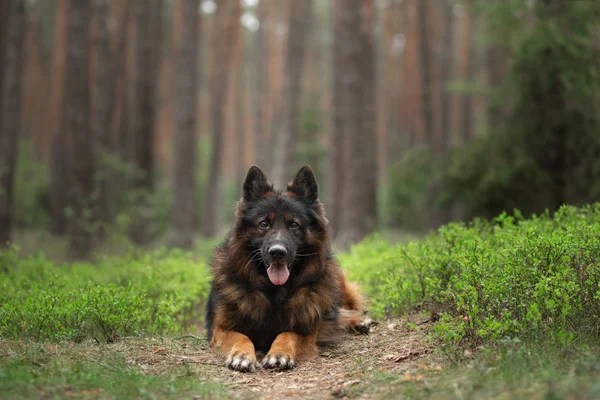 Pluizig Duitse herder in de natuur. hond in het bos — Stockfoto