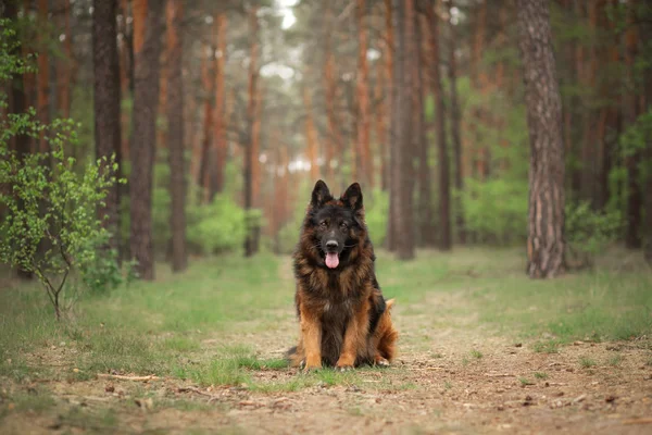 Пухнаста Німецька вівчарка в природі. собака в лісі — стокове фото