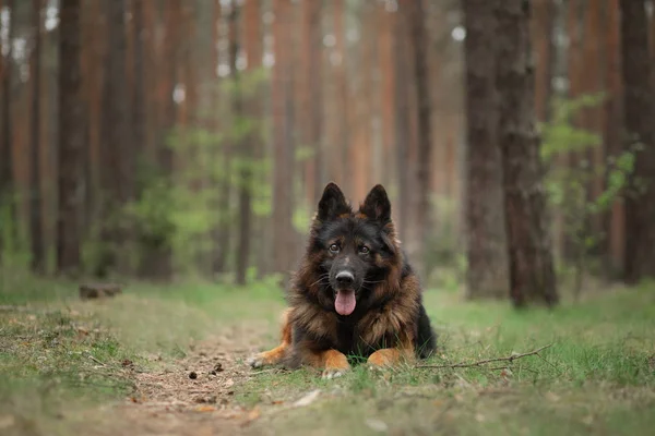 Pluizig Duitse herder in de natuur. hond in het bos — Stockfoto