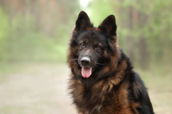 V přírodě načechraný německý pastýř. pes v lese — Stock fotografie