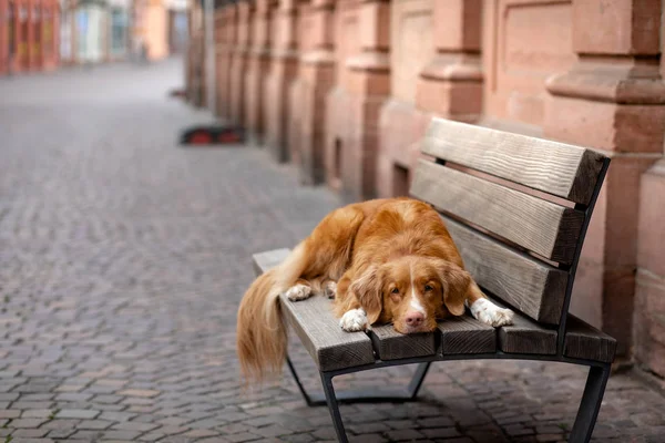Dog on a bench in the city. Nova Scotia Duck Tolling Retriever outside — Stock Photo, Image