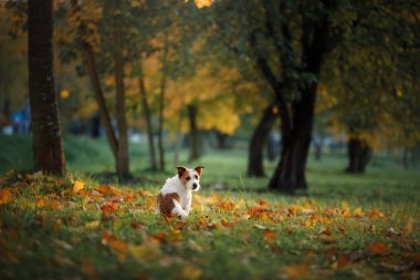 Sonbahar parkında köpek. Jack Russell Terrier doğada