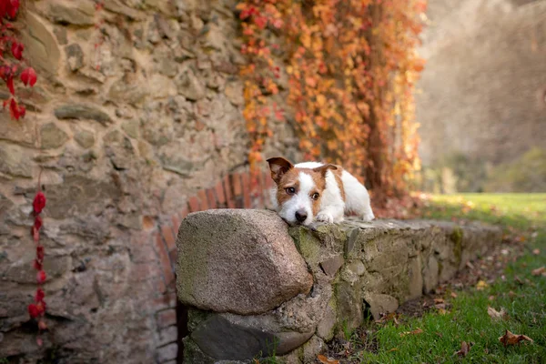 Perro en el parque de otoño. Jack Russell Terrier en la naturaleza — Foto de Stock
