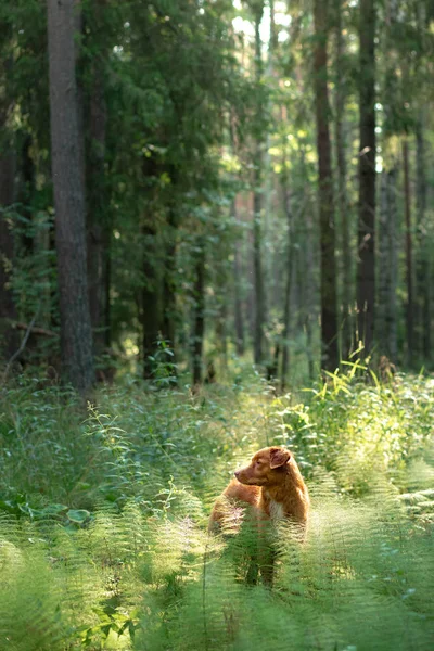湿狗在树林里。新斯科舍省鸭子收费猎犬散步 — 图库照片
