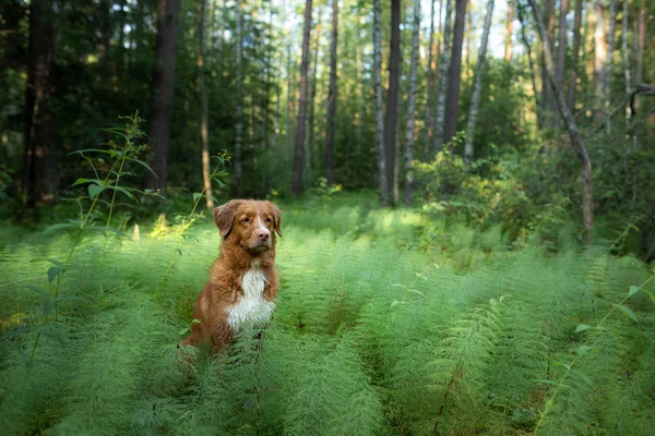 Mokrý pes v lese. Nova Scotia Duck Tolling retrívr pro wa — Stock fotografie