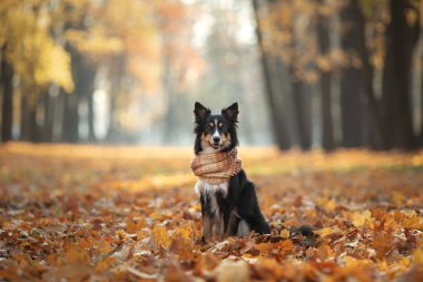 Sarı yapraklı köpek. Sınır Collie parkta. sonbahar ruh hali