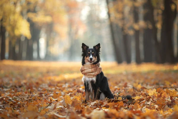 Το σκυλί με τα κίτρινα φύλλα. Το κόλεϋ των συνόρων στο πάρκο. φθινοπωρινή διάθεση — Φωτογραφία Αρχείου