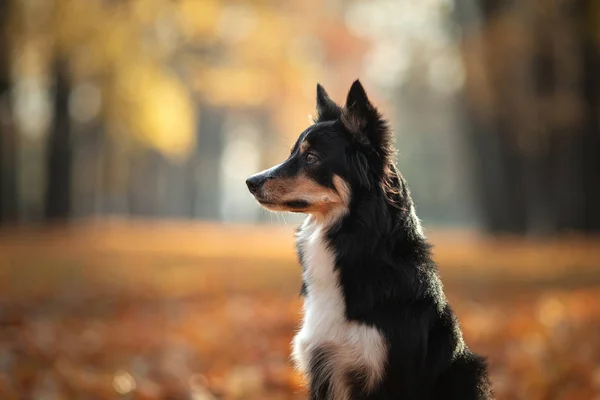 Pes na žlutých listech. Hraniční Collie v parku. podzimní nálada — Stock fotografie