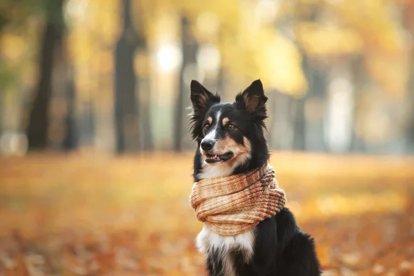 Sarı yapraklı köpek. Sınır Collie parkta. sonbahar ruh hali — Stok fotoğraf