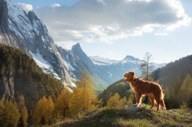 sonbaharda dağlarda köpek. Doğada Nova Scotia Duck Tolling Retriever