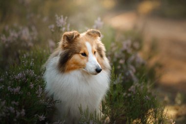 Ormanda kırmızı köpek. Doğada kabarık sheltie