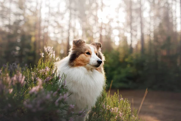 Chien rouge dans les bois. Sheltie moelleuse dans la nature — Photo