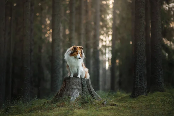 森の中の赤い犬。自然の中でふわふわの棚 — ストック写真