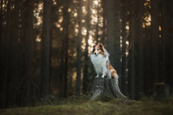 Röd hund i skogen. Fluffigt Sheltie i naturen — Stockfoto