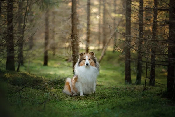 森の中の赤い犬。自然の中でふわふわの棚 — ストック写真