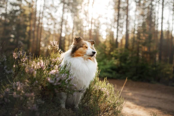 森の中の赤い犬。自然の中でふわふわの棚 — ストック写真
