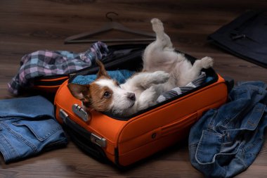köpek seyahati. Jack Russell Terrier bir bavul ile, bir geziye gidiyor.
