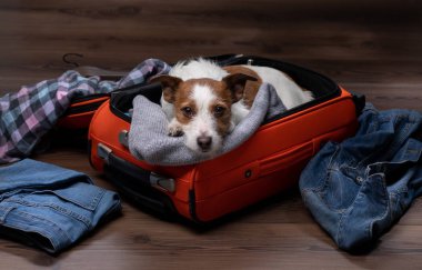 köpek seyahati. Jack Russell Terrier bir bavul ile, bir geziye gidiyor.