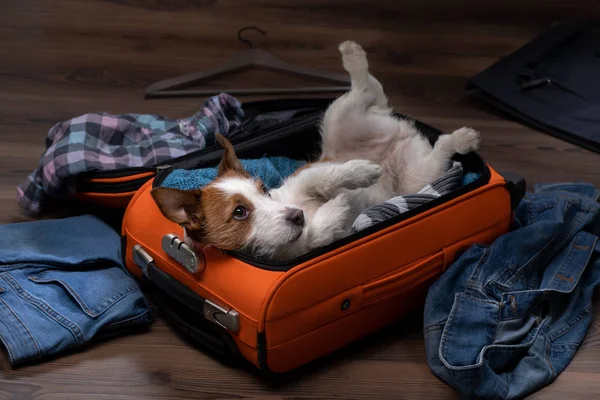 Hund resa. Jack Russell Terrier med en resväska, åka på en resa. — Stockfoto