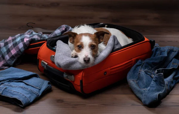 köpek seyahati. Jack Russell Terrier bir bavul ile, bir geziye gidiyor.