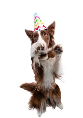 şenlikli bir şapka köpek. Kenarlık Collie beyaz bir arka plan üzerinde