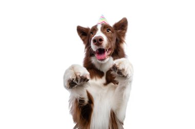 şenlikli bir şapka köpek. Kenarlık Collie beyaz bir arka plan üzerinde