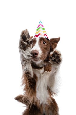 şenlikli bir şapka köpek. Kenarlık Collie beyaz bir arka plan üzerinde