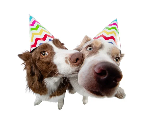 Dois cães engraçados em um gorro festivo. Fronteira Collie em um fundo branco — Fotografia de Stock