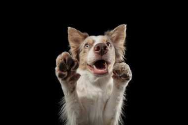 Siyah arka planda komik bir köpek. Güler yüzlü. Marble Sınır Collie poz veriyor