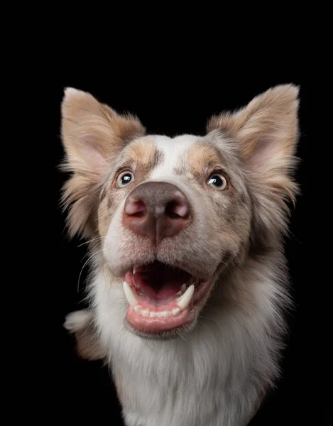 Lustiger Hund auf schwarzem Hintergrund. lächelnder Haustier. Marmor Border Collie posiert — Stockfoto