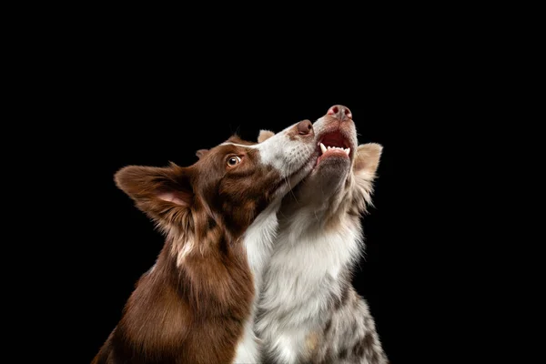 Two dogs are kissing. Border Collie together on a black background. Lovely pets in holiday — Stock Photo, Image