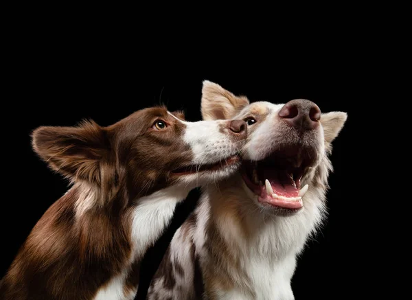 İki köpek öpüşüyor. Collie Sınırı, siyah bir arka planda birlikte. Tatilde sevimli hayvanlar — Stok fotoğraf