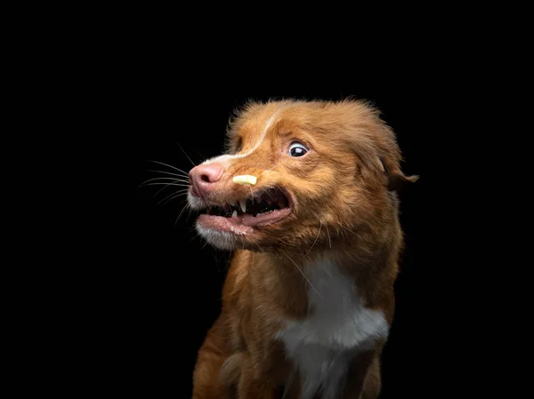 Собака ловить їжу. Нова Шотландія Качур Толлінг Ревевер на чорному тлі. — стокове фото
