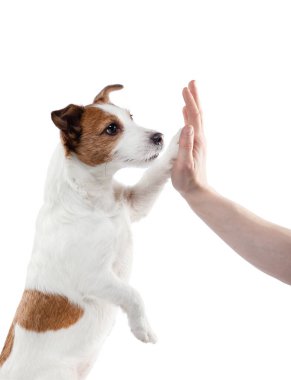 Köpek pençesini insana verir. Beyaz arka planda Jack Russell Terrier