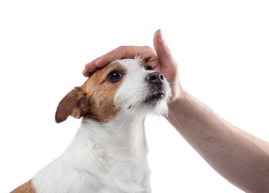 Köpeği okşayan bir adam. Beyaz arka planda Jack Russell Terrier