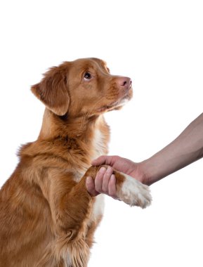 Adam pençesinde bir köpek tutuyor. Beyaz arka planda Nova Scotia Duck Tolling Retriever