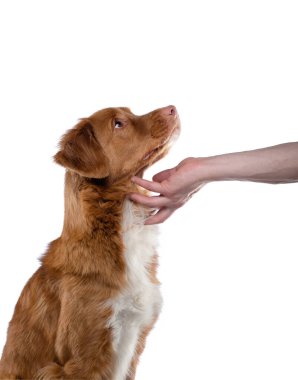 Köpeğe elle dokunulur. Beyaz arka planda Nova Scotia Duck Tolling Retriever