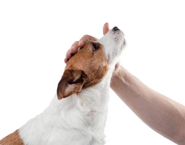 Um homem a acariciar um cão. jack russell terrier em um fundo branco — Fotografia de Stock