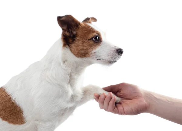 O cão dá a pata ao homem. Jack Russell Terrier em um fundo branco — Fotografia de Stock