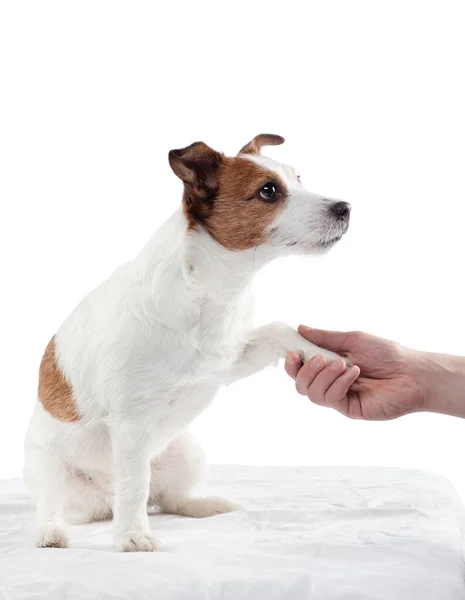 O cão dá a pata ao homem. Jack Russell Terrier em um fundo branco — Fotografia de Stock