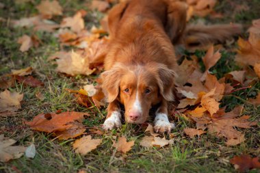 Sonbaharda parkta bir köpek. Nova Scotia Duck Tolling Retriever, renkli yapraklar