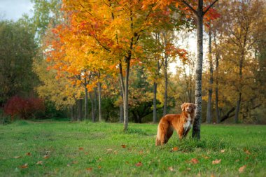Sonbaharda parkta bir köpek. Nova Scotia Duck Tolling Retriever, renkli yapraklar
