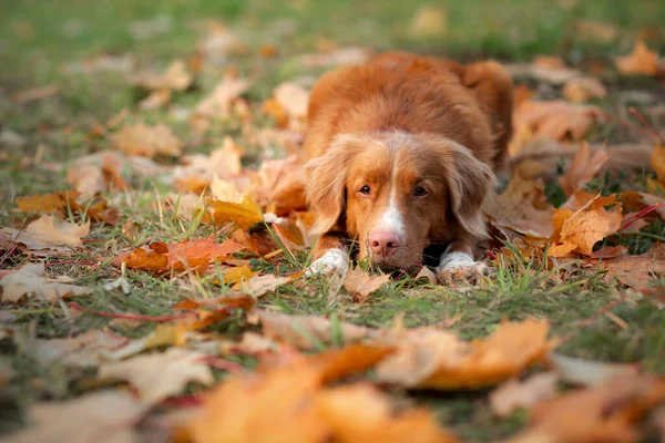 Dog in the park in autumn. Nova Scotia Duck Tolling Retriever, colored leaves — Stock Photo, Image