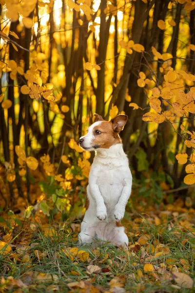 Pies jesienią. Jack Russell Terrier kolorowe liście w parku. Pet na spacer — Zdjęcie stockowe