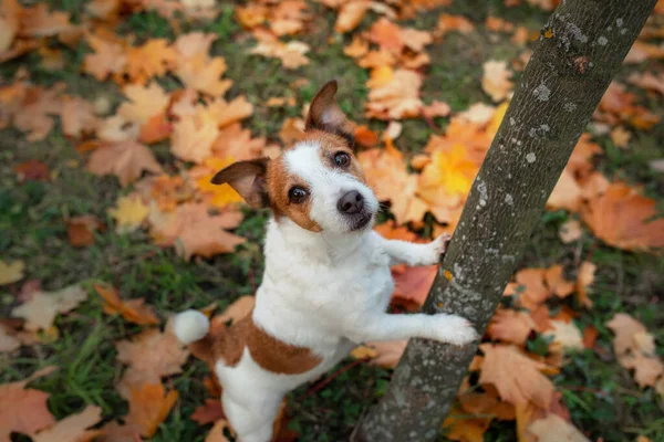 Perro en el otoño. Jack Russell Terrier hojas de colores en el parque. Mascota para un paseo — Foto de Stock