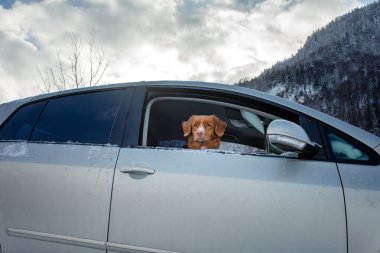 Nova Scotia Duck Tolling Retriever kış dağlarının arka planında arabada. köpek gezisi.